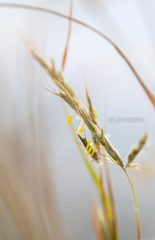 开花禾本科- Bromus vulgaris?